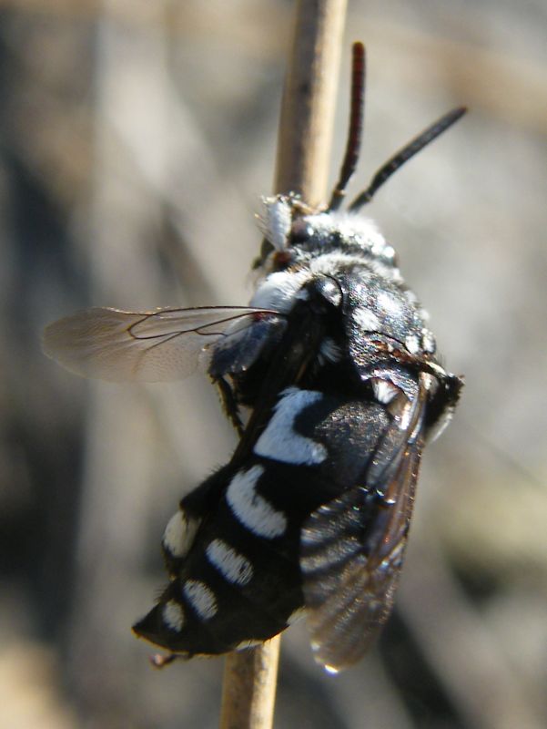 Thyreus sp., Apidae Anthophorinae